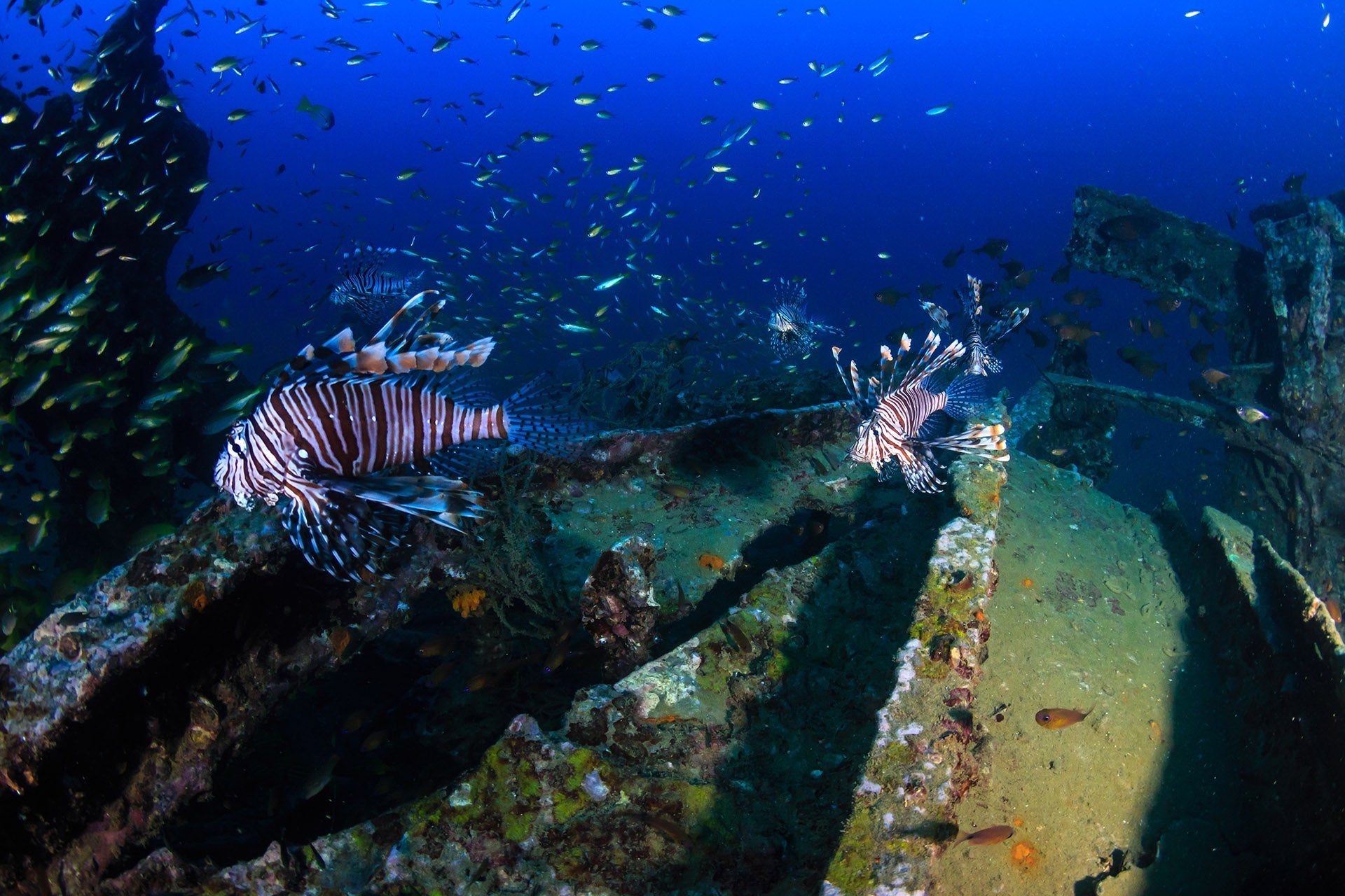 Wreck diving in Phuket and Khao Lak